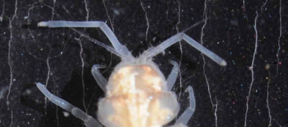 Asellus tête