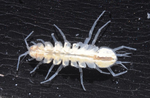 Proasellus valdensis La Diau
